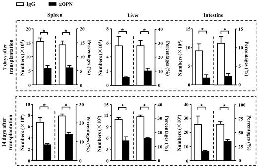 Figure 3. Anti-OPN treatment reduces persistence of donor T cells in recipient tissues. At day 7 and 14 after transplantation, splenic, hepatic, and intestinal intraepithelial lymphocytes were isolated from GVHD recipient mice treated with anti-OPN Ab or control IgG. Absolute numbers and percentages of donor-derived CD8+ T cells (CD45.2+CD8+) in these tissues were determined. Data are mean ± SEM of 6 mice for each group. These results were representative of 3 independent experiments. *P < .05.