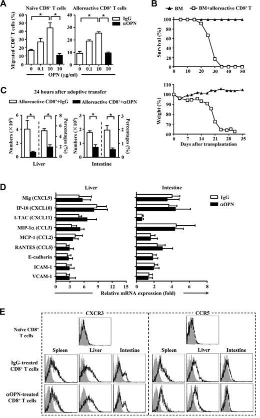 Figure 4. Effect of OPN on migration of donor-derived CD8+ T cells. C3H.SW CD8+ T cells (CD45.2+CD8+) were injected into lethally irradiated B6/SJL recipient mice (CD45.1+) accompanied by C3H.SW TCD BM (CD45.2+) to induce GVHD. The alloreactive donor-derived CD8+ T cells (CD45.2+CD8+) were recovered from the spleens and lymph nodes of the GVHD recipients at day 14 after transplantation. (A) Mobility of naive donor CD8+ T cells and alloreactive donor CD8+ T cells in response to OPN protein were analyzed in the absence or presence of anti-OPN Ab. Percentages of migrated CD8+ T cells were determined. (B) The alloreactive donor CD8+ T cells (2 × 106) were adoptively transferred into lethally irradiated secondary B6/SJL recipient mice accompanied by C3H.SW TCD BM (5 × 106). Survival and weight loss of the secondary B6/SJL recipients were monitored (n = 12). Symbols are as follows: (▴), TCD BM alone; and (□), TCD BM plus alloreactive CD8+ T cells. (C) The adoptive transferred mice were treated with anti-OPN Ab or control IgG (200 μg/mouse) and were killed 24 hours after adoptive transfer. Absolute numbers and percentages of donor-derived CD8+ T cells (CD45.2+CD8+) in their livers and intestines were determined. (D) mRNAs of chemokines and adhesion molecules in livers and intestines of GVHD recipients treated with anti-OPN Ab or control IgG were measured by quantitative real-time PCR at day 7 after transplantation. Results were normalized to the gene expression in naive B6/SJL mice. (A,C-D) Data are mean ± SEM of 6 mice for each group, respectively. (E) At day 14 after transplantation, donor-derived CD8+ T cells (CD45.2+CD8+) were recovered from GVHD recipients treated with anti-OPN Ab or control IgG, and the levels of CXCR3 and CCR5 molecules on these T cells were measured with flow cytometry. Gray shadow and solid line indicated the immunofluorescence intensity of cells as a control and the test of Abs, respectively. The results are representative of 3 independent experiments. *P < .05.
