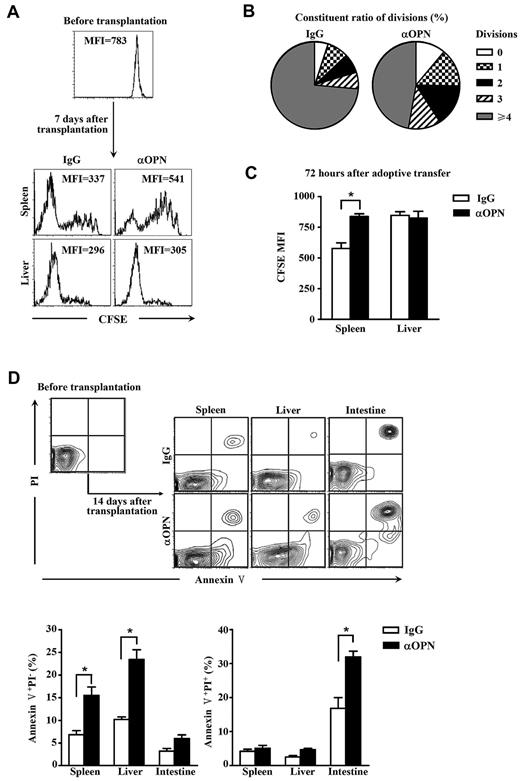 Figure 5. Anti-OPN Ab reduces donor T-cell survival. C3H.SW CD8+ T cells (CD45.2+CD8+) were labeled with CFSE and injected into lethally irradiated recipient mice accompanied by donor TCD BM. These recipients were treated with anti-OPN Ab or control IgG (200 μg/mouse) at days 0, 3, and 6 after transplantation. The donor-derived CD8+ T cells were recovered from liver and spleen of the recipients at day 7 after transplantation. Their CFSE dilution was analyzed by flow cytometry. Data were represented as CFSE histograms (A) and as the percentages of the cells from spleen with given number of divisions (B). P < .05. Alloreactive donor-derived CD8+ T cells were recovered from GVHD recipients at day 14 after transplantation, labeled with CFSE, and adoptively transferred into secondary recipients treated with anti-OPN Ab or control IgG. These cells were then recovered from secondary recipients 72 hours after adoptive transplantation, and fluorescence intensities of CFSE were analyzed (C). Donor-derived CD8+ T cells were recovered at day 14 after transplantation from GVHD recipients treated with anti-OPN Ab or control IgG. Apoptosis of those cells were observed by staining with annexin V and propidium iodide (PI) (D). MFI indicates mean fluorescence intensity. Results were representative of 5 mice for each group of 3 independent experiments. *P < .05.