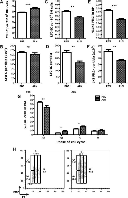 Figure 2. Effects of the inhibition of osteoclastic bone resorption on hematopoiesis. (A) ALN-treated mice have increased HPC frequency in the BM as measured by the CFU-C assay. (B) The total number of the HPC per tibia remains unchanged. Data are mean ± SEM; n = 12. The proportion (C) and the actual number (D) of the HSCs in the BM of ALN-treated mice are reduced compared with the untreated age-matched controls as measured by the LTC-IC assay and the immunophenotyping enumeration by FACS analysis (E-F). (G) The proportion of lineage-negative cells found in the different phases of the cell cycle is changed in the ALN-treated animals compared with control; n = 3. (H) Representative graphs from 3 different experiments. *P < .05. **P < .01. ***P < .001. ns indicates not significant.