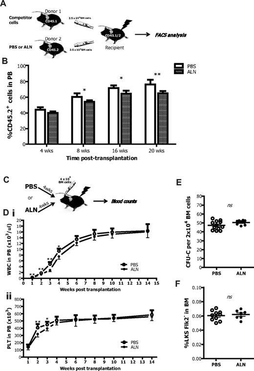 Figure 3. Osteoclast impaired mice as donors or recipients in transplantation settings. (A) CD45.2 BM cells from control or ALN-treated mice were mixed with equal amounts of CD45.1 competitor BM cells and transplanted into lethally irradiated CD45.2/CD45.1 recipients. The percentage of CD45.2+ cells was then determined into the PB of recipient mice by FACS analysis at regular time intervals. (B) BM cells from ALN-injected mice had impaired ability to reconstitute in the long-term lethally irradiated recipients as shown by flow cytometry for CD45.2. Columns represent mean ± SEM; n = 6 in each group. *P < .05. **P < .01. (C) Recipient mice that received 4 weekly injections of ALN before γ-irradiation with 13 cGy were reconstituted with 4 × 106 BM cells. An untreated group was used as controls, and the engraftment was monitored by blood enumeration at regular time intervals. (D) ALN-injected mice had reduced numbers of (i) white blood cells and (ii) platelets (PLT) within the first 4 weeks after transplantation. Data are mean ± SEM; n = 8. *P < .05. **P < .01. ns indicates not significant. (E) ALN pretreated recipients fully recover 16 weeks after transplantation because they exhibited comparable frequencies of CFU-C and (F) LKSFlk2− cells in the BM population to the untreated controls. Data are mean ± SEM; n = 8.