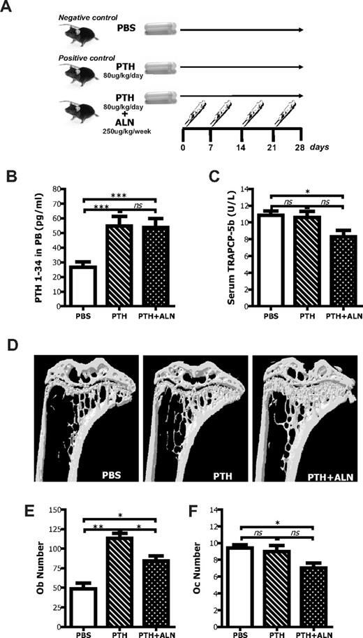 Figure 4. Effects of coadministration of PTH and ALN on bone and bone cells. (A) Schematic representation of the experimental procedure to analyze the effects of PTH + ALN coadministration on the HSC niche. (B) Experimental mice that were continuously treated with PTH (1-34) with the use of Alzet osmotic pumps had increased levels of PTH in the serum blood as determined by immunoradiometric assay. Data are mean ± SEM; n = 8. ***P < .001. (C) PTH + ALN-treated mice, but not PTH-treated mice, had reduced concentration of TRAPCP-5b in the PB as defined by ELISA. Columns represent mean plus or minus SEM; n = 8. *P < .05. (D) Tibias from PTH-, PTH + ALN-treated, or untreated mice were subjected to micro-CT scanning, reconstructed with the use of Nrecon and CTAn software programs, and visualized by the use of CTVol program (SkyScan). Representative transaxial views of tibias indicating that in vivo coadministration of PTH and ALN produces greater changes in the bone morphometric parameters than PTH alone. (E) Osteoblast number (Ob.N) and (F) osteoclast number (Oc.N) were defined by histomorphometry in methyl methacrylate-embedded tibial sections stained with toluidine blue. Data are mean ± SEM; n = 6. *P < .05. **P < .01. ns indicates not significant.