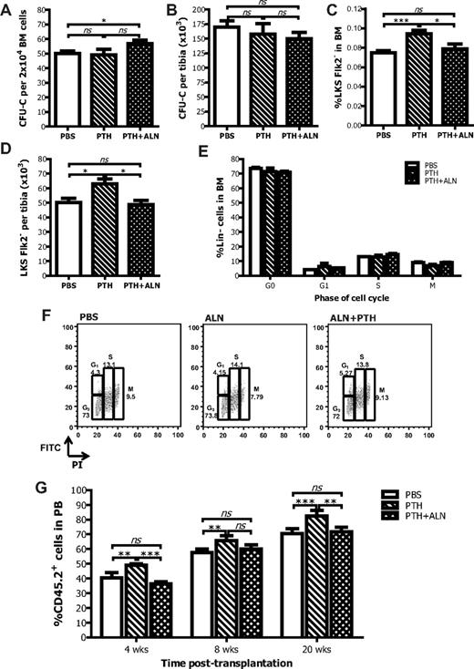 Figure 5. Effects of coadministration of PTH and ALN on hematopoiesis. PTH + ALN-treated mice have increased HPC frequency in the BM (A) but unchanged absolute number per tibia (B) as measured by the CFU-C assay. Data are mean ± SEM; n = 8. *P < .05. PTH-treated mice have increased proportion (C) and absolute numbers (D) of LKSFlk2− cells in the BM, whereas PTH + ALN-treated mice have a comparable number of HSCs with the untreated age-matched controls as defined by FACS analysis. Data are mean ± SEM; n = 8. ***P < .001. (E) The cell-cycle kinetics of the lineage-negative cells are comparable between untreated, PTH-treated, and PTH + ALN treated mice. (F) Representative graphs of the cell cycle analysis by FACS. (G) BM cells from PTH-treated mice have increased ability to reconstitute irradiated recipients as shown by FACS analysis for CD45.2 at 4, 8, and 20 weeks after transplantation; after coadministration of ALN, this effect is abolished. Columns represent mean ± SEM; n = 6 in each group. **P < .01. ***P < .001. ns indicates not significant.