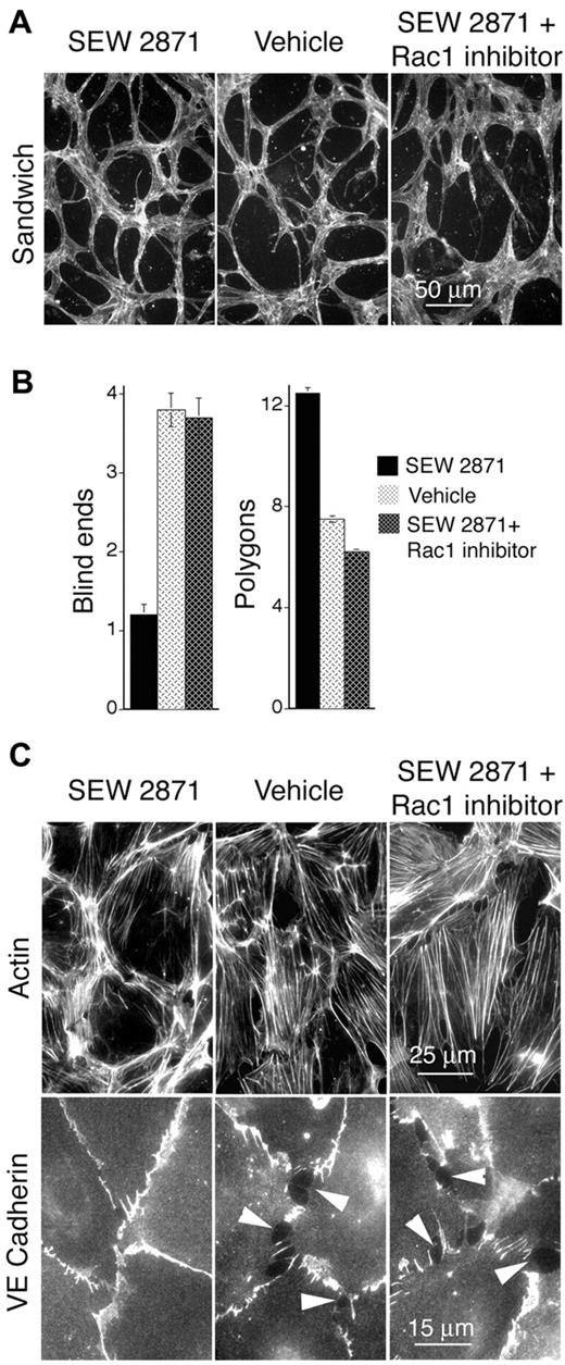 Figure 4. In vitro, S1P1 agonist SEW2871 exerts Rac-dependent improvement of vascular cords, cortical actin, and EC-EC junctions. (A) Dermal MVECs, treated with SEW2871 (15nM, ∼ 1× median effective concentration), vehicle, or SEW2871 + Rac1 inhibitor NSC23766 (50μM, ∼ 1× IC50) were induced to form capillary cords by sandwiching between 2 layers of collagen I (see “Methods”). Subsequently cells were stained for F-actin. Note abundance of cord blind ends in vehicle control and SEW2871 + Rac inhibitor specimens that are absent in the SEW2871 specimen. (B) Quantification of cord parameters; n > 25 for all groups. Relative to controls, SEW2871 strongly reduced cord blind ends (P < .001) and increased cord integration as measured by counting closed polygons (P < .001). Rac1 inhibitor NSC23766 abolished these improvements, indicating that SEW2871-mediated enhancement of cord formation is Rac1 dependent. (C) Confluent monolayers of MVECs cultured in the presence of 20 ng/mL VEGF and stained for F-actin (top) or VE-cadherin (bottom). Relative to empty vector control, SEW2871 (15nM, ∼ 1× median effective concentration, 24 hours) strongly organized actin filaments cortically and improved integrity of EC-EC junctions as highlighted by VE-cadherin staining. Addition of Rac1 inhibitor NSC23766 (50μM, ∼ 1× IC50, 1 hour) abolished SEW2871-mediated enhancement of cortical actin and EC-EC junctions.