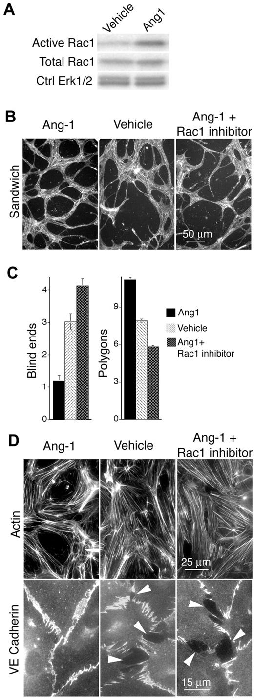 Figure 7. Ang-1 elevates Rac1 activity in MVECs and exerts Rac1-dependent improvement of cord formation, cortical actin, and EC-EC junctions. (A) Ang-1 (100 ng/mL, 24 hours) elevates Rac1 activity in dermal MVECs. (B) Ang-1 (100 ng/mL) improves cord formation by MVECs sandwiched between 2 layers of collagen I (see “Methods”). Cells were stained for F-actin. Note abundance of cord blind ends in vehicle control and Ang-1 + Rac1 inhibitor (NSC23766 50μM, ∼ 1× median effective concentration) specimens that are absent in the Ang-1 specimen. (C) Quantification of cord parameters; n > 25 for all groups. Relative to controls, Ang-1 reduced cord blind ends (P < .01) and increased cord integration as measured by counting closed polygons (P < .01). Rac1 inhibitor NSC23766 abolished these effects, indicating that Ang-1 improves cord formation through a Rac1-dependent mechanism. (D) Confluent monolayers of MVECs, cultured in the presence of 20 ng/mL VEGF, and stained for F-actin (top) or VE-cadherin (bottom). Relative to empty vector control, Ang-1 (100 ng/mL, 24 hours) strongly organized actin filaments cortically and improved integrity of EC-EC junctions as shown by VE-cadherin staining. Within 1 hour, Rac1 inhibitor NSC23766 (50μM, ∼ 1× median effective concentration) abolished Ang-1–mediated enhancement of cortical actin and EC-EC junctions.