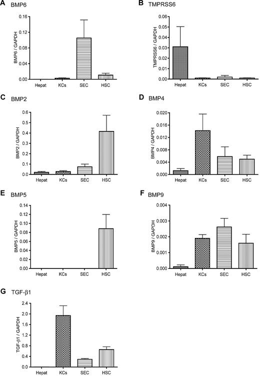 Figure 1. Expression profiles of hepcidin stimuli and suppressors in isolated rat liver cells. The mRNA levels of BMP6 (A), TMPRSS6 (B), BMP2 (C), BMP4 (D), BMP5 (E), BMP9 (F), and TGF-β1 (G) in isolated rat liver hepatocytes (Hepat, n = 5), KCs (n = 7), SECs (n = 4), and HSCs (n = 6) were analyzed by qRT-PCR. The sequences of the primers used for the analysis are listed in Table 1. Results are expressed as the amounts relative to GAPDH. We previously showed that different rat liver cell populations have similar levels of GAPDH mRNA.28 The mean values and the SD for each cell population are presented.