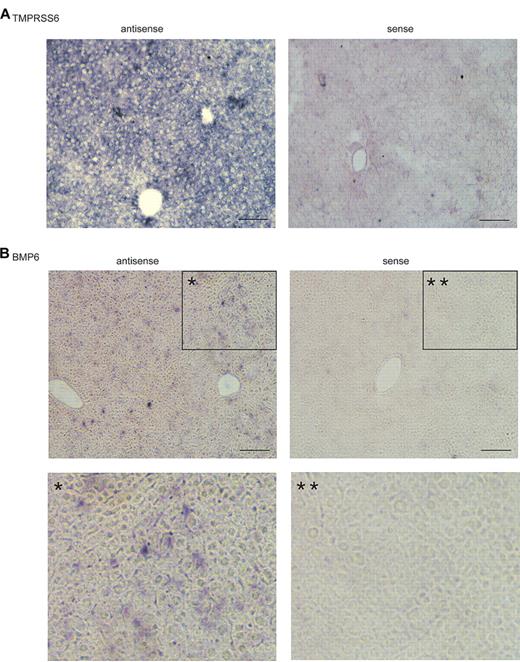 Figure 2. In situ hybridization analysis of Tmprss6 and BMP6 mRNA in mouse liver tissue. 10μM thick liver tissue sections from a 10-week-old 129/SvEvTac mouse were probed with digoxigenin-labeled antisense riboprobes specific for mouse Tmprss6 (A) or mouse BMP6 (B), respectively. Sense probes were used as negative controls. In panel B, images at the bottom (* and **) are the enlargement of the boxed portions (* and **) in the corresponding top panels. Digoxigenin-labeled antisense and sense riboprobes for mouse BMP6 and Tmprss6 were synthesized by in vitro transcription by the use of either MEGAscript SP6 kit or MEGAscript T7 kit (Ambion). The fragments of mouse BMP6 and Tmprss6 cDNA used for riboprobe synthesis were amplified from a mouse liver cDNA preparation by PCR by use of the Expand High-Fidelity PCR system (Roche Applied Science), followed by cloning into pGEM-T vector (Promega). The primers used for amplifications are listed in Table 2. The amplicons were confirmed by DNA sequencing. Images were taken under × 100 original magnification. In situ hybridization analyses for both Tmprss6 and BMP6 mRNA were performed at least 3 times with 2 different sets of probe preparations and showed consistent results. Scale bar, 50 μm.