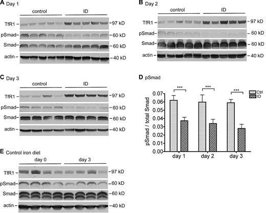 Figure 4. Suppression of hepcidin expression by acute iron deprivation is mediated through decreasing the BMP/SMAD signaling. Rat liver extracts were prepared with the use of NET-Triton supplemented with 1× protease inhibitor cocktail, 1mM sodium fluoride, and 1mM sodium orthovanadate. Extract proteins (250 μg) from the animals at 1 day (A), 2 days (B), and 3 days (C) were separated by the use of 11% sodium dodecyl sulfate polyacrylamide gel electrophoresis (SDS-PAGE) under reducing conditions, followed by transfer onto nitrocellulose membrane. Membranes were probed with mouse anti-TfR1, rabbit anti-phosphorylated Smad1/5/8 (pSmad), rabbit anti-Smad1/5/8 (Smad), and mouse anti–β-actin (actin), followed by immunodetection with corresponding horseradish peroxidase (HRP)–conjugated secondary antibodies. The chemiluminescent bands were exposed to X-ray film. (D) Quantitative immunoblot analysis of pSmad in the liver. The analysis was performed essentially in the same manner as described previously except that fluorescently labeled goat anti–rabbit secondary antibody was used. The intensity of each band was recorded as arbitrary units. The amounts of pSmad are expressed relative to total Smad in each sample. The mean values and the SD for each group are presented. The 2-tailed Student t test was used to evaluate the statistical significance of the results between rats fed a control (Ctrl) or an iron-deficient (ID) diet. ***P < .001. (E) Western blot analysis of TfR1, pSmad, Smad, and β-actin in rat liver tissues extracts at day 0 and day 3 fed a control diet. Tissues used for these analyses were collected from a separate experiment. All the Western blot analyses were repeated twice and showed consistent results.