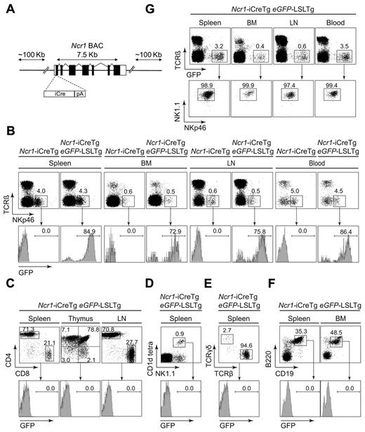 Figure 1. Generation and characterization of Ncr1-iCreTg mice. (A) Schematic illustration of the modified Ncr1 BAC. iCre cDNA was inserted by homologous recombination into the exon containing the translation initiation codon of a BAC harboring the mouse Ncr1 gene. (B) Efficiency of Cre-mediated eGFP expression verified via flow cytometry of Ncr1-iCreTg eGFP-LSLTg double-transgenic mice and littermate controls. Excision of a stop cassette flanked by loxP sites leads to eGFP expression that can be analyzed by flow cytometry. Numbers adjacent to outlined areas indicate the percentage of NK cells (TCRβ−NKp46+) of various lymphoid organs. Histograms show the percentage of eGFP expression of gated NK cells. (C-F) Flow cytometry of Ncr1-iCreTg eGFP-LSLTg double-transgenic mice and their littermate controls showing the absence of eGFP expression in hematopoietic cell lineages other than NK cells. Dot plots indicate the percentages of (C) gated CD3+ CD4+CD8+ cells, (D) gated CD3− NK1.1+CD1d tetra+ cells, (E) gated CD3+ TCRγδ+ TCRβ+ cells, and (F) B220+CD19+ cells. Histograms show the percentage of eGFP expression. (G) Almost all NK cells express eGFP. Approximately 99% of gated TCRβ −eGFP+ cells are NK cells (NK1.1+NKp46+; n ≥ 4 per genotype). Data are representative of at least 3 independent experiments. BM, bone marrow; LN, lymph nodes.