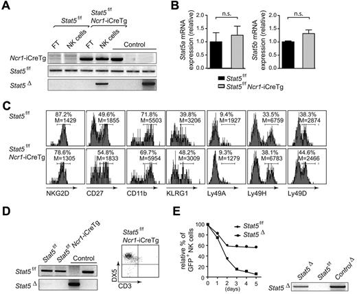 Figure 4. Loss of STAT5 is incompatible with NK-cell viability. (A) PCR genotyping of MACS-purified splenic NK cells of Stat5f/f and Stat5f/f Ncr1-iCreTg mice. Four mice per genotype were pooled. (B) Real-time PCR analysis of Stat5a and Stat5b mRNA levels of FACS-sorted splenic CD3−DX5+ NK cells. Ten mice per genotype were pooled. (C) Histograms show percentage and mean fluorescence intensity of various NK-cell markers on CD3−NKP46+ splenocytes of the indicated genotypes. (D) MACS-purified splenic NK cells were cultured under IL2. After 10 days of culture, only those cells that expressed Stat5 expanded, as indicated by the lack of a Stat5 deletion band on PCR analysis (left panel). Flow cytometry confirmed the NK-cell nature of these cells (right panel). Dot plot indicates CD3−DX5+ cells. Four mice per genotype were pooled. (E) MACS-purified splenic NK cells from Stat5f/f mice were cultured under IL2 (4 mice per genotype were pooled) and infected with Ad/Cre-GFP (indicated as Stat5Δ) or mock-infected (indicated as Stat5f/f). Those cells that received the empty vector tolerated the expression of Ad/GFP, whereas those that had received Ad/Cre-GFP expressed the Cre recombinase and declined (left panel). PCR genotyping of the cells confirmed the deletion of Stat5 in Ad/Cre-GFP–infected NK cells (right panel). Data are representative of at least 2 independent experiments. FT, flow-through.