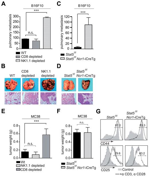 Figure 6. Tumor surveillance of NK cell–controlled tumors is missing in Stat5f/f Ncr1-iCreTg mice. (A-D) B16F10 cells were injected intravenously into (A) WT, WT depleted of CD8+ cells, and WT depleted of NK1.1+ cells and (C) Stat5f/f and Stat5f/f Ncr1-iCreTg mice. Numbers of metastatic infiltrates per lung were counted under the binocular microscope after (A) 21 days and (C) 12 days. (B,D) One representative example of an infiltrated lung of the indicated genotype is shown. Top panel: photographs, digital camera, Canon EOS 300D. Bottom panel: H&E-stained histological lung sections; magnification, 100× Zeiss Axiolmager 21, 10× objective, NA 0.25, air; camera: Pixelink Color, 1600 × 1200; software: PixelNK Capture 3.0. (E-F) MC38 cells were injected subcutaneously into (E) WT, WT depleted of CD8+cells, and WT depleted of NK1.1+ cells and (F) Stat5f/f and Ncr1-iCreTg Stat5f/f mice, and after 17 days, tumor weights were analyzed. (G) Histograms showing CD44 (top panel) and CD25 (bottom panel) expression on in vitro–activated T cells from the indicated genotypes. CD8+ T cells were cultured under IL2 and stimulated with plate-bound anti–CD3 + anti–CD28 antibodies. Cells were gated on CD3+CD8+ populations. Open histograms indicate the percentage of CD44+ or CD25+ T cells. Gray histograms indicate unstimulated T cells. (A, C, E, F) n ≥ 5 per genotype. (G) Five mice per genotype were pooled. Data are representative of 3 independent experiments.