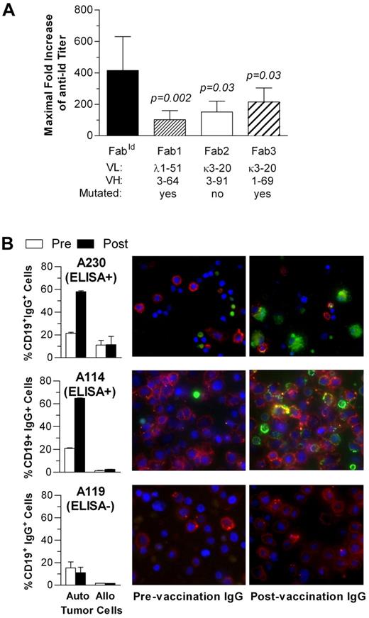 Figure 4. Specificity of humoral anti-idiotype immune response. (A) Maximal anti-FabId IgG titer increase after idiotype vaccination in all enzyme-linked immunosorbent assay responders compared with a fixed panel of 3 control Fab. (B) Binding of FabId vaccination-induced antibodies to autologous and allogeneic tumor cells assessed by automated digital fluorescence microscopy. Bar graphs represent the percentage of tumor cells with surface-bound IgG. Photographs show autologous tumor cells incubated with prevaccination or postvaccination serum IgG. Red represents anti-CD19; green, anti-IgG; and blue, nuclear counterstain with DAPI.