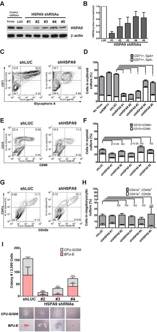Figure 1. Knockdown of HSPA9 in human hematopoietic progenitor cells alters their erythroid differentiation. (A) Representative immunoblot of HSPA9 protein in CD34+ cells transduced with shRNAs targeting control genes (empty or luciferase) or HSPA9 after 7 days in erythroid culture conditions. (B) Quantification of HSPA9 protein levels in cells normalized to the luciferase shRNA (n = 2-5). (C) Representative flow cytometric plots for CD71 (transferrin receptor) and glycophorin A (GpA) expression in control and HSPA9-knockdown cells. Numbers represent the percentage of cells in each quadrant. CD71−/GpA− cells are the most immature, CD71+/GpA− are intermediate, and CD71+/GpA+ are the most mature cells.8 (D) Quantification of CD71+ cells (n = 4; *P < .0001). (E) Representative flow cytometric plots for CD15 and CD66 expression in control and HSPA9-knockdown cells. Numbers represent the percentage of cells in each quadrant. CD15−/CD66− cells are the most immature, CD15+/CD66− are intermediate, and CD15+/CD66+ are the most mature cells. (F) Quantification of CD15+ cells (n = 6). (G) Representative flow cytometric plots for CD41a and CD42b expression in control and HSPA9-knockdown cells. Numbers represent the percentage of cells in each quadrant. (H) Quantification of CD41a+ cells (n = 2). (I) Transduced cells were plated in methylcellulose medium containing puromycin, and the number of CFU-G plus CFU-GM colonies and BFU-E colonies were counted on day 12 (n = 2; *P = .04; **P = .003; ***P < .001). Pictures of representative CFU and BFU colonies are shown below the appropriate shRNA construct. Hemoglobin appears red in the representative BFU-E colonies; empty mean no shRNA sequence was inserted into the pLKO.1 vector. LUC indicates luciferase; and NS, not significant. All data represent the means ± SD.