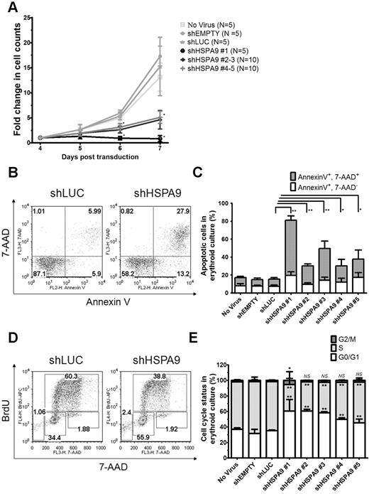 Figure 2. Decreased proliferation of primary human hematopoietic progenitor cells, increased apoptosis, and reduction of cells in the S phase following knockdown of HSPA9. (A) Transduced cells were seeded at equal concentrations after 4 days in erythroid culture conditions, and the total number of cells was counted for 3 consecutive days in the presence of puromycin selection medium. The fold change in cell counts was calculated relative to the number of cells on day 4 (n = 5 for each shRNA; *P < .001). (B) Representative flow cytometric plots for annexin V and 7-AAD in control and HSPA9-knockdown cells. Numbers represent the percentage of cells in each quadrant. (C) Quantification of annexin V+/7-AAD+ cells (a surrogate for apoptosis; n = 5 for each shRNA; *P ≤ .03; **P < .0001). (D) Representative flow cytometric plots for BrdU and 7-AAD in control and HSPA9-knockdown cells. Numbers represent the percentage of cells in each gate. Sub-G0 cells are in the low left gate. Cells in G0/G1 of the cell cycle are BrdU−/7-AAD−, S-phase cells are BrdU+, and G2/M cells are BrdU−/7-AAD+. (E) Quantification of the cell-cycle phases after exclusion of cells in the sub-G0 fraction (n = 5 for each shRNA; *P < .02; **P < .006). Empty mean no shRNA sequence was inserted into the pLKO.1 vector. LUC indicates luciferase; and NS, not significant. All data represent the means ± SD.