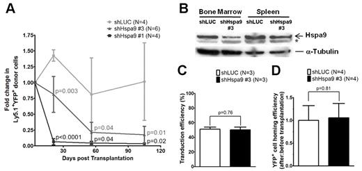 Figure 3. Transplantation and homing of transduced murine hematopoietic progenitor cells. (A) Short-term engraftment of shRNA-transduced murine hematopoietic cells (YFP+) in the peripheral blood of recipient mice (n = 4-6 mice each). (B) Immunoblot of Hspa9 protein in transduced YFP+ cells isolated from the bone marrow and spleens of recipient mice 8 weeks after transplantation. (C) Transduction efficiency was measured as the percentage of YFP+ murine bone marrow progenitor cells after 2-4 days in culture (n = 3). (D) Homing efficiency of transduced cells was measured as the ratio of after-transplantation to before-transplantation YFP+ CFU-Cs (n = 4). *Nonspecific band in murine bone marrow and spleen cells. LUC indicates luciferase. All data represent the means ± SD.