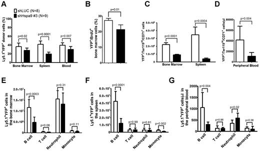 Figure 4. Reduced erythroid and B lymphocytes in the bone marrow, spleens, and peripheral blood of mice receiving Hspa9-shRNA–transduced progenitor cells. (A) The percentage of donor (Ly5.1+)–transduced (YFP+) cells was measured in the bone marrow, spleens, and peripheral blood of recipient mice up to 8 weeks after transplantation (n = 8-9). (B) Mice were given 2 intraperitoneal injections of BrdU 12 and 24 hours prior to isolating YFP+ bone marrow cells and staining them for BrdU incorporation as a measure of cells in the S phase of the cell cycle. (n = 4). (C-D) The contribution of YFP+ erythroid precursors was measured in the bone marrow, spleens, and peripheral blood of recipient mice up to 8 weeks after transplantation (n = 8-9). (E-G) The contribution of YFP+ B cells, T cells, neutrophils, and monocytes was measured in the bone marrow, spleens, and peripheral blood of recipient mice using flow cytometry up to 8 weeks after transplantation (n = 8-9). All data represent the means ± SD.