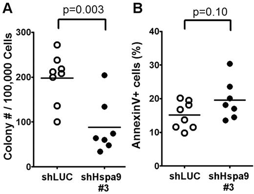 Figure 5. Measurement of bone marrow CFU-Cs following Hspa9 knockdown. (A) YFP+ cells were isolated from the bone marrow of recipient mice and CFU-Cs were measured (n = 7-8). (B) All of the methylcellulose colonies derived from a mouse were harvested, pooled, and the percentage of annexin V+ cells was measured by flow cytometry (n = 7-8).