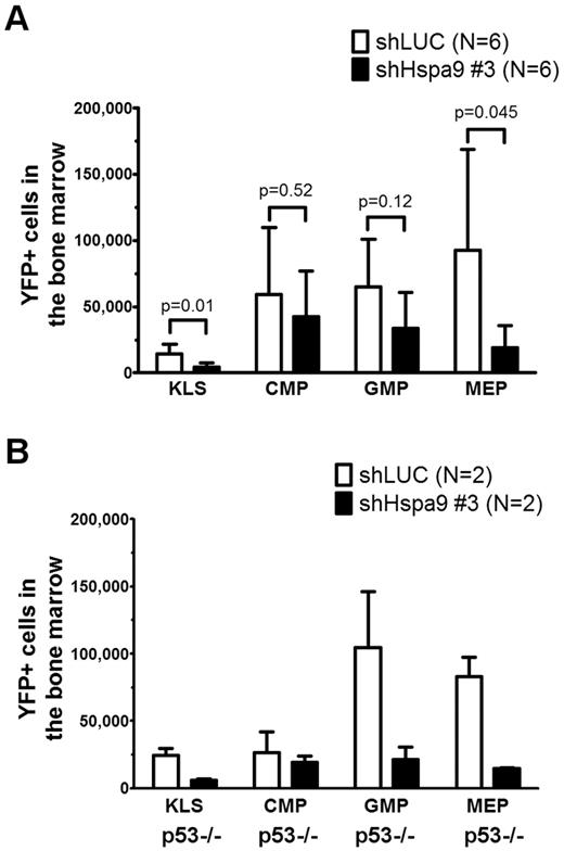Figure 6. Bone marrow hematopoietic progenitors are reduced in mice transplanted with Hspa9-knockdown cells. (A) KLS cells, CMPs, GMPs, and MEPs were measured in the bone marrow of recipient mice using flow cytometry (n = 6). (B) TP53-homozygous–null donor bone marrow cells (p53−/−) were transduced with control or Hspa9 shRNA, and YFP+ KLS, CMPs, GMPs, and MEPs were measured in the bone marrow of recipient mice using flow cytometry (n = 2). All data represent the means ± SD.