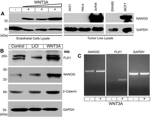 Figure 1. NANOG expression in HUVECs and tumor cell lines. (A) HUVECs were starved of growth factors and serum for 14 hours, then left untreated or treated with increasing concentrations of WNT3A (10, 20, or 30 ng/mL) for 6 hours. Total protein lysates prepared from tumor cell lines were subjected to WB analysis with the indicated antibodies. (B) Unstarved HUVECs were left untreated or treated with LiCl (20 ng/mL) or WNT3A (50 ng/mL) for 6 hours. Total cell lysates were analyzed by WB analysis with the indicated antibodies. Anti–glyceraldehyde-3-phosphate dehydrogenase (GAPDH) was used to determine equal protein loading. (C) Total RNA prepared from HUVECs left untreated or treated with WNT3A was subjected to RT-PCR for NANOG, FLK1, and GAPDH. Each experiment was repeated ≥ 3 times.