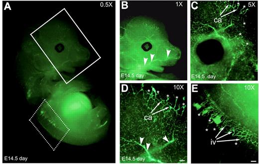Figure 2. Embryo at 14.5 days shows developing blood vessels. (A) Whole-mount Nanog staining of an E14.5 embryo. The vasculature of the head and brain (solid line boxed area) and intersomitic vessels (dotted line boxed area) at indicated magnification. (B-D) Vasculature of the head and brain regions at higher magnifications. (E) Nanog is expressed at the intersomitic vessels as shown in higher magnification. Ca indicates, capillaries; iv, intersomitic vessels; asterisks, sprouting ECs; arrowheads, large-caliber neovessels. Scale bar, 20 μm. Results are representative of 3 experiments with similar results.