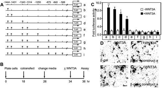 Figure 3. A human FLK1 promoter-luciferase reporter assay identifies 4 potential NANOG binding sites. (A) Wild-type and point-mutant human FLK1 promoter constructs (a-i). Asterisks indicate point mutations of ATTA to AaTA. (B) Timeline of the transfection experiments and luciferase assay. (C) The indicated wild-type and point-mutant FLK1 promoter constructs driving the luciferase reporter together with a trace amount of β-galactosidase were transiently transfected into HUVECs, which were left untreated (control) or treated with WNT3A (50 ng/mL) (no serum or growth factor). Fold luciferase activity is shown as the mean ± SEM; n = 5-10 from 3-4 independent experiments; *P < .05 and **P < .01 compared with control (without WNT3A treatment). (D-G) Transfection efficiency was determined by staining the transfected HUVECs with X-gal. Magnification, ×100; scale bar, 50 μm. Images were recorded through a Zeiss Axiovert 40 C microscope, 20× objectives, using a Canon Powershot digital camera. Digital images were saved as TIFF documents using Adobe Photoshop CS. Multiple images were assembled using QuarkXpress 8.0 software and labeled, and final images were saved as EPS documents. Experiments were carried out ≥ 3 times.