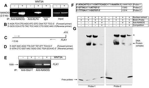 Figure 4. NANOG and KLF4 both bind to the NANOG promoter/enhancer and NANOG binds to the FLK1 promoter/enhancer in response to WNT3A. (A) HUVECs were starved of growth factors and serum, then left untreated or treated for 120 minutes with WNT3A (50 ng/mL). ChIP was performed with antibodies (Abs) specific for NANOG and KLF4, in addition to a nonspecific anti-rabbit IgG, as indicated (left). The left panel shows the PCR products (2.0 kb) from the human NANOG promoter/enhancer with the use of input chromatin prepared from HUVECs treated with or without WNT3A. (B) The primers used for amplification of the human NANOG promoter/enhancer region. (C) The relative positions of the primers used for amplification of the human FLK1 promoter region flanking the 8 putative NANOG binding sites. (D) Primers used for amplification of the human FLK1 promoter. (E) Interaction of NANOG with the FLK1 promoter. PCR product of the FLK1 promoter/enhancer (1.0 kb). (F) Biotinylated probes used for the EMSA. (G) Representative images of the EMSA experiment. Biotin-labeled oligonucleotides (probe 1 and probe 2) containing the sequences of the putative NANOG binding sites from the FLK1 promoter were incubated with nuclear extracts. The supershift was carried out by preincubation of the nuclear extracts with an anti-NANOG antibody. Note: Both monomeric and dimeric forms of NANOG interacted with the biotinylated probes. Arrowheads indicate the dimeric forms of NANOG in a native gel. Experiments were carried out ≥ 5 times.