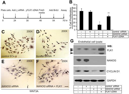 Figure 5. NANOG knockdown decreases WNT3A-induced HUVEC proliferation. (A) Timeline of knockdown, FLK1 cDNA transfection (rescue), and the BrdU assay. (B) Quantification of BrdU incorporation in control HUVECs and HUVECs treated with control siRNA, NANOG siRNA, or NANOG siRNA + FLK1 cDNA (siRNAs used for this experiments were chemically synthesized) (knockdowns were performed in OPTI-MEM media + WNT3A). The cells were incubated with BrdU (1.0 μg/mL) for 16 hours in media containing WNT3A (without serum), then fixed, stained, and quantified. For quantification, ≥ 10 random fields were selected from each coverslip and examined under ×200 magnification. The data represent the mean ± SEM; n = 6-10 from 5-7 independent experiments; *P < .05 and **P < .01 compared with control. (C-F) Representative images of the cell proliferation assays. White arrows indicate BrdU-positive cells. (G) The efficiency of NANOG knockdown and FLK1 cDNA reexpression was determined by WB analysis with the indicated antibodies. The NANOG protein appeared as a 45- to 50-kDa polypeptide. Arrowheads indicate 230-, 200-, and 150-kDa anti-FLK1 antibody immunoreactive bands. Anti–glyceraldehyde-3-phosphate dehydrogenase (GAPDH) was used to determine equal protein loading. Experiments were performed ≥ 3 times.