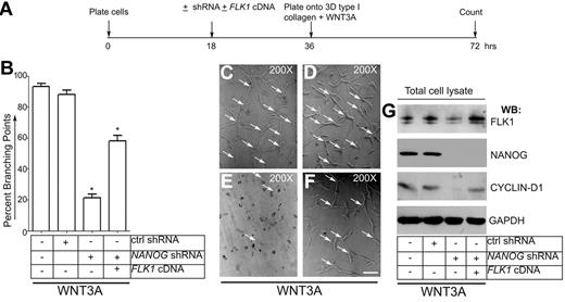 Figure 6. NANOG-knockdown disrupts formation of branching point structures. (A) Timeline of experiment. (B) Quantification of branching points. To deplete endogenous NANOG, human LMVECs at 50% density (2 × 106) were either left untreated or infected with control shRNA or NANOG shRNA (retrovirus) for 16 hours (in presence of serum and growth factors). For rescue experiment, FLK1-cDNA plasmid (1.5 μg/2 × 106 cells) was included along with NANOG-shRNA. Cells were detached with 2mM ethylenediaminetetraacetic acid, pH 7.4, washed with PBS, then plated onto 3-dimensional type I collagen matrix + WNT3A (50 ng/mL) (no serum and growth factors added from this time point). After 36 hours, the number of branching points were counted. Data are expressed as the percentage of branching points; n = 5; *P < .05 compared with control or as indicated. (C-F) Representative images of branching point structures. Experiments were repeated 3 times with the use of triplicate wells. Magnification, ×200. Scale bar, 200μm. Arrows indicate branching points. (G) Whole-cell lysates were subjected to WB analyses with the antibodies indicated. All blots shown are representative of 3 independent experiments.