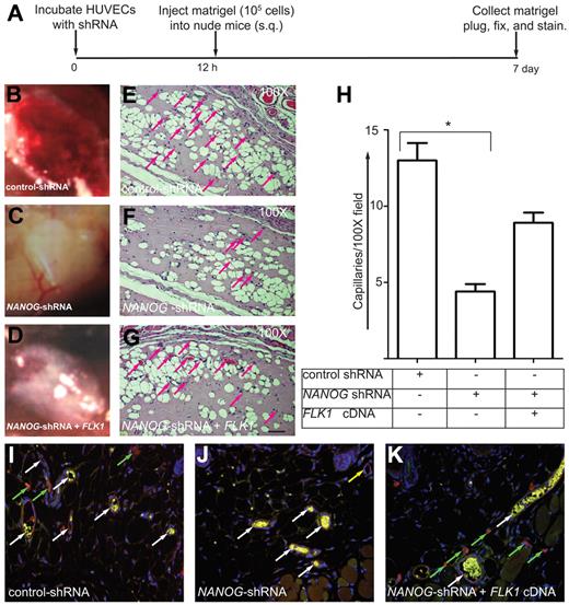 Figure 7. NANOG knockdown decreases angiogenesis in Matrigel plug assays. (A) Timeline of the Matrigel plug assay. (B-D) HUVECs were incubated with the indicated shRNAs (retrovirus) for 10 hours (in presence of serum and growth factors), after which time the cells (105) were mixed with growth facto–reduced Matrigel (250 μL) plus WNT3A (50 ng/mL) and injected subcutaneously into athymic nude mice (n = 5). After 7 days, the Matrigel plugs were collected, embedded in paraffin, sectioned (4-5 μm), and stained with hematoxylin and eosin. Pictures of Matrigel plugs were taken using a Canon Powershot A640 digital camera controlled by Zoom Browser Ex software 5.7. Digital images were then saved as EPS documents using Adobe Photoshop CS. Multiple images were assembled using QuarkXpress 8.0 software and labeled, and final images were saved as EPS documents. (E-G) Note the prominent microvessels in the control shRNA (noninterfering shRNA retrovirus) plugs and the reduced number of capillaries in the NANOG knockdown plugs. FLK1 cDNA expression partially compensated for the loss of NANOG. Scale bar, 40 μm. (H) Quantification of microvessel capillaries in the Matrigel plugs. The data represent the mean ± SEM; n = 5-10 from 3-5 independent experiments; *P < .05 and **P < .01 compared with control or as indicated. (I-K) Thin cryosections (5 μm) prepared from Matrigel plugs were stained with anti–human von Willebrand Factor (red) or anti–mouse CD31(green) to distinguish human and mouse ECs. Highly autofluorescent red blood cells inside neovessels are yellow in color. Note that close association between human and murine ECs are indicated by white arrows. Green arrows indicate HUVECs that failed to form blood vessels; yellow arrow indicates neovessel made of HUVECs. Original magnification, ×200. Epifluorescence images were captured using a Zeiss Axioplan 2 inverted microscope under 20× objectives, using an AxioCam H digital camera. Digital images were saved as TIFF documents using Adobe Photoshp CS. Multiple images were assembled using QuarkXpress 8.0 software and labeled, and final images were saved as EPS documents.
