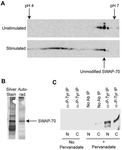 Figure 1. SWAP-70 is modified by tyrosine phosphorylation. (A) SWAP-70 is posttranslationally modified after LPS stimulation. Cytoplasmic extracts from stimulated and unstimulated B cells were analyzed by 2D Western blotting with anti–SWAP-70. Isoelectric focusing was performed between pH 4 and 7. The unmodified form of SWAP-70 has an approximate pI of 5.85 and is indicated, after activation several modified forms of SWAP-70 appear. (B) SWAP-70 is phosphorylated. LPS-stimulated B cells were grown in the presence of γ-32P-ATP and then SWAP-70 underwent IP from cytoplasmic extracts. The presence of SWAP-70 in precipitates was confirmed by SDS-PAGE of the precipitate and subsequent silver staining. On the silver stain, a band at 70 kDa corresponding to SWAP-70 can be seen, a corresponding band is found in the autoradiograph. (C) Stimulation of B cells leads to tyrosine phosphorylation of SWAP-70. IPs were made from nuclear (N) and cytoplasmic (C) extracts of stimulated and unstimulated cells with antiphospho-Tyr (α-P-Tyr). The resulting precipitates underwent IB with anti–SWAP-70 to determine in which samples SWAP-70 is Tyr phosphorylated. SWAP-70 was precipitated with antiphospho-Tyr from stimulated cell nuclear and cytoplasmic extracts but not unstimulated cells. Shown are representative images from experiments performed at least 3 times.