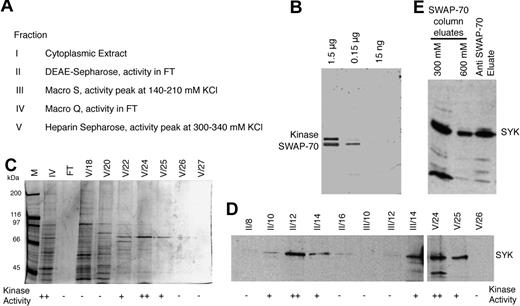 Figure 2. SWAP-70 is phosphorylated by Syk. (A) SWAP-70 kinase purification scheme with the resulting fractions and the respective active peak fractions indicated; FT indicates flow through. (B) Kinase reactions performed with 3 different amounts of recombinant SWAP-70 as indicated, and Fraction V of the kinase preparation. Autoradiograph of the gel showing phosphorylated SWAP-70 (at ca. 70 kDa) and autophosphorylated kinase (at ca. 75 kDa). (C) Silver-stained SDS-polyacryl amide gel showing the pooled activity peak fraction IV (IV), and subsequent fractions as eluted from the heparin Sepharose column (Fraction V, No. 18 to 27), and the heparin Sepharose flow-through (FT), besides a mass marker (M). Kinase activity of the individual fractions is indicated below. (D) IB of consecutive fractions from steps II, III, and V from the kinase purification. Kinase activity of the individual fractions is indicated below. The blot was probed with anti-SYK antibody, and the SYK protein signal is indicated. (E) Anti-SYK IB of an eluate from anti–SWAP-70 IP (right lane) and of 2 high-salt eluates (300 and 600mM ammonium sulfate) obtained from a SWAP-70 affinity column, onto which cytoplasmic extract from activated B cells was loaded. The specific SYK protein signal is indicated.