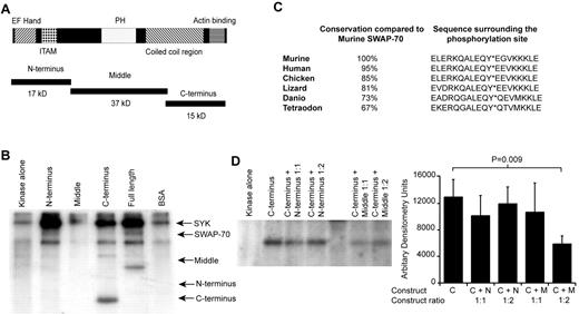 Figure 3. Phosphorylation by SYK occurs on tyrosine 517 of SWAP-70. (A) Schematic representation of SWAP-70 showing its known domains and the bacterial expression constructs used to identify the phosphorylation site. (B) SWAP-70 is phosphorylated at its C-terminal. Different domains of SWAP-70, the full-length protein, or BSA were incubated with a recombinant SYK-IgH fusion protein in the presence of γ-32P-ATP. After SDS-PAGE the phosphorylation was detected by autoradiography. Arrows indicate the position of the different constructs, the full-length protein, and BSA. Only the C-terminal of SWAP-70 and the full-length protein are phosphorylated. Figure is representative of 5 independent experiments. (C) Comparison of the murine Swap-70 with other orthologues showing the overall conservation of the phosphorylation site and surrounding sequence. (D) Phoshorylation of the C-terminal is inhibited by the presence of the middle construct. Kinase reactions involving the C-terminus of SWAP-70 in the presence and absence of the N-terminal or middle-region proteins were analyzed by SDS-PAGE followed by autoradiography. The image shows the phosphorylated C-terminus. The accompanying bar graph shows the densitometric analysis of the C-terminus band with SD from 4 experiments. Only the 1:2 mixture of C-terminus with the middle of SWAP-70 showed significant inhibition of phosphorylation as indicated.