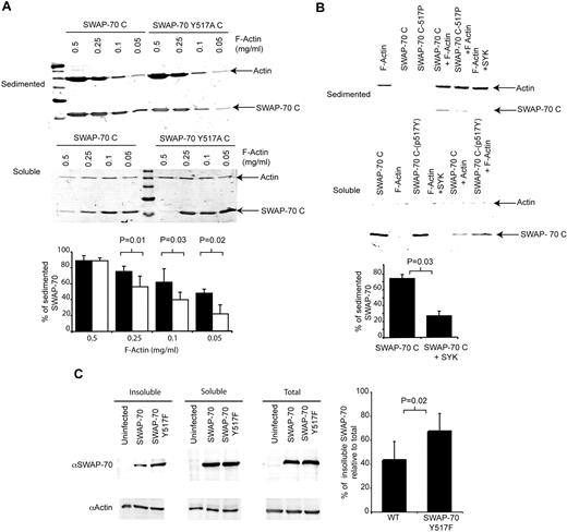 Figure 4. SWAP-70 phosphorylation regulates its binding to F-actin. (A) Tyrosine 517 is important for F-actin binding. Either the Wt C-terminus or Y517A mutant C-terminus were incubated with decreasing amounts of F-actin, then centrifuged such that the F-actin sediments and F-actin binding proteins bound cosediment. The remaining soluble proteins were also collected. The figure shows the Coomassie-stained SDS-PAGE gel of the sedimented and soluble proteins. The bar chart represents average values (± SD of 5 independent experiments) of the percentage of SWAP-70 found in the insoluble fraction as determined by densitometery. (B) Phosphorylation of SWAP-70C reduces its binding to F-actin. To ascertain the effect of SWAP-70 phosphorylation on F-actin binding, the F-actin binding assay was repeated with the use of phosphorylated or nonmodified SWAP-70C. The bar graph shows the percentage of phosphorylated and nonphosphorylated SWAP-70C found in the insoluble fraction as determined by densitometery (n = 4). (C) SWAP-70 Y517F is enriched in an insoluble cytoskeletal fraction in vivo in comparison to Wt SWAP-70. The potential effect of phosphorylation on F-actin binding in vivo was measured by infecting Swap70−/− cells with retroviruses expressing either wt or a SWAP-70 Y517F mutant. After 72 hours, cell extracts were made and the insoluble fraction containing the cytoskeleton was collected by centrifugation. Proteins present in the soluble, insoluble, and total extracts were determined by Western blotting with the antibodies indicated. The ratio of each form of SWAP-70 relative to actin in the insoluble fraction was used to calculate the percentage of insoluble SWAP-70 compared with the same ratio in the unfractionated total preparation and plotted as shown (n = 5).