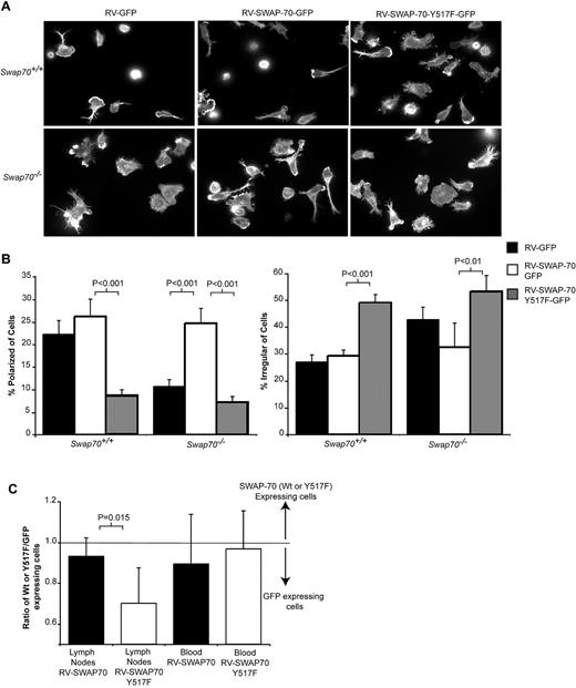 Figure 5. Mutant SWAP-70 Y517F inhibits B-cell polarization in vivo. (A) Wt or Swap-70−/− B cells were infected with retroviruses expressing GFP, SWAP-70, and GFP or SWAP-70, Y517F, and GFP. After 72 hours, the infected GFP-positive cells were sorted by FACS and then allowed to attach to anti-CD44 coated surfaces. The attached cells were stained with rhodamine-phallodin and images collected by fluorescence microscopy as shown. Representative images from one of 3 independent experiments performed in triplicate. (B) The number of cells with a particular morphology was quantified for each of the experiments. Polarized cells were defined as having one dendrite equal in length to the width of the cell body. Irregular cells were those cells that had several protrusions and or dendrites and whose shape was no longer largely round. Bars show mean ± SEM, and significance was calculated by the use of an unpaired t test. (C) Cells infected with either SWAP-70 or SWAP-70 Y517F expressing retrovirus were labeled with cell tracker red and combined with cells infected with GFP-expressing retrovirus labeled with cell tracker green. Two hours after the cells were injected into the tail vein of Wt mice, lymph nodes and blood were collected and the percentage of B cells determined by FACS analysis of anti-B220 stained samples. The ratio of SWAP-70 infected or SWAP-70Y517F infected to control cells infected with GFP retrovirus was calculated and plotted (data from 5 independent experiments). The value 1 represents the input ratio, and numbers lower than 1 show there are more control cells. The P value represents the comparison between the SWAP-70/GFP ratio to the SWAP-70 Y517F/GFP ratio.