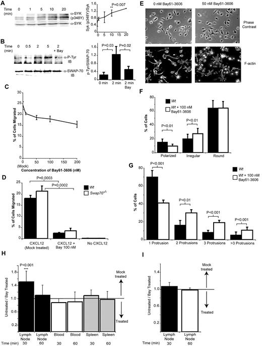 Figure 6. SYK is required for normal chemokine signaling and adhesion in vitro and for B-cell migration in vivo. (A) SYK is activated by CXCL12 stimulation of B cells. B cells were stimulated with CXCL12 for the times indicated, and total cell extracts were analyzed by Western blotting with anti-SYK (pY348P). Equal loading of the different samples was confirmed by reprobing the membranes with an antibody recognizing total SYK. The line graph represents densitometry data from 4 experiments showing the ratio of SYK-pY348 to total SYK. The time point at which the SYK-pY348P ratio is significantly elevated above the ratio seen at the 0 time point is marked. (B) SWAP-70 is phosphorylated after CXCL12 stimulation of B cells in a SYK-dependent manner. SWAP-70 underwent IP from B-cell extracts of cells stimulated with CXCL12, and then tyrosine phosphorylation was analyzed by Western blotting. The dependence of this upon SYK activity was ascertained by treating cells with 100nM of the SYK inhibitor Bay61-3606, which inhibited SWAP-70 phosphorylation. Reprobing the blot with anti–SWAP-70 checked equal loading of SWAP-70. (C) SYK is needed for maximal chemotaxis of B cells toward CXCL12. Transwell migration of B cells toward CXCL12 was measured in the presence of increasing doses of the SYK inhibitor Bay61-3606. The percentage of migrated cells was then analyzed. The chart shows mean data from 3 independent experiments performed in triplicate ± SEM (D) Haptotactic migration of B cells through a VCAM-1–coated membrane requires SYK activity. Migration toward CXCL12 was measured in the presence of Bay61-3606. To determine whether there might be any additive effects between SYK inhibition and SWAP70 deficiency both Wt and SWAP70−/− cells were analyzed. The chart shows mean data from 3 independent experiments performed in triplicate ± SEM (E) SYK is required for normal B-cell polarization on anti-CD44. B cells were allowed to attach to anti-CD44–coated surfaces in the presence or absence of Bay61-3606. Images of cells were then taken under polarized light before the F-actin cytoskeleton was stained by the use of rhodamine-phallodin. (F) Less polarized cells are found in the presence of Bay61-3606. The number of cells with a particular morphology was counted (as before in Figure 5). The percentage of polarized, irregular, and round cells with and without SYK inhibition is shown. The chart shows mean data from 3 independent experiments performed in triplicate ± SEM and significance analyzed by t test. A minimum of 100 cells per replicate was counted. (G) SYK inhibition leads to the development of many long dendritic protrusions from the surface of cells. The number of protrusions in each cell counted in panel F was determined. Then, the percentage of cells with 1, 2, 3, or more than 3 protrusions was calculated and plotted, and significance was analyzed by t test. (H) SYK is needed for normal B-cell homing. Purified B cells were labeled with either Cell Tracker Red or Green, and one set of cells was then treated with 100nM Bay61-3606 and the other mock treated and then injected via the tail vein into mice. After 30 or 60 minutes lymph nodes, spleen, and blood were collected and the number and hence ratio of migrated cells (untreated/treated) present was calculated and plotted. 1 represents the input ratio, and the arrows indicate the direction of relative increase of untreated or treated cell numbers. The data shown are from 6 independent experiments with the colors of treated and untreated cells being reversed 3 times. The significance of the difference from the input ratio of untreated/treated cells (1) is shown. (I) T-cell migration is not affected by treatment with Bay61-3606; this panel is the same as panel H except rather than B cells, the migration of T cells was analyzed.