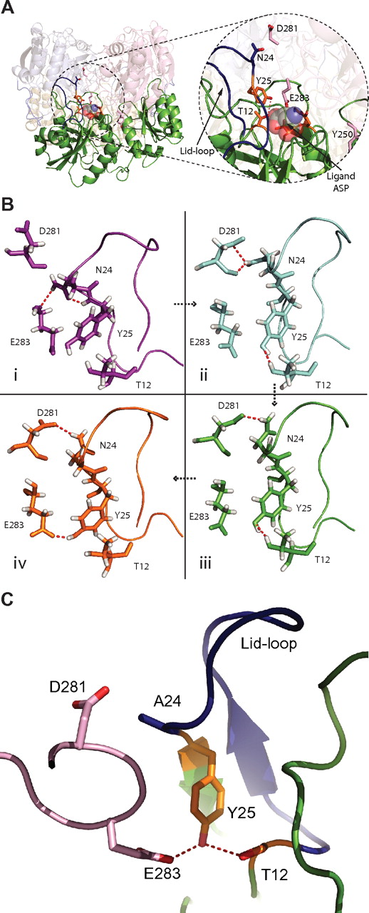 Figure 1. Close-up of the active site and high-occupancy hydrogen bonds during MD simulations. (A) Overall view of the L-ASN tetramer with focus on a single monomer (green). In the close-up, the active site (orange sticks) and lid-loop (blue) are shown, as well as important residues from the interacting second monomer (light pink). An aspartic acid molecule, in space fill, is shown within the active site. (B) Residues of the active site are shown in different conformations and con-figurations found throughout the MD simulation. Simulations I through IV are ordered in a time-dependent fashion denoted by arrows. (I) A more closed conformation for the active site lid-loop is shown, where a hydrogen bond (red) between N24 and E283 is found. (II) One of the main hydrogen bonds in the active site of the WT enzyme is found between D281 and N24. Furthermore, the very important stabilization of T12 by Y25 can be seen. (III) The hydrogen bond between D281 and N24 fluctuates and can be found in different conformations. (IV) Y25 can also form a stabilizing hydrogen bond to residue E283. (C) The active site and surrounding is shown for mutant N24A. The lid-loop is colored blue. D281 and E283 are colored light pink. Y25 (orange) makes a hydrogen bond (red dashed line) to E283 and the nucleophile T12 (orange). This conformation is found more often for the mutant N24A.