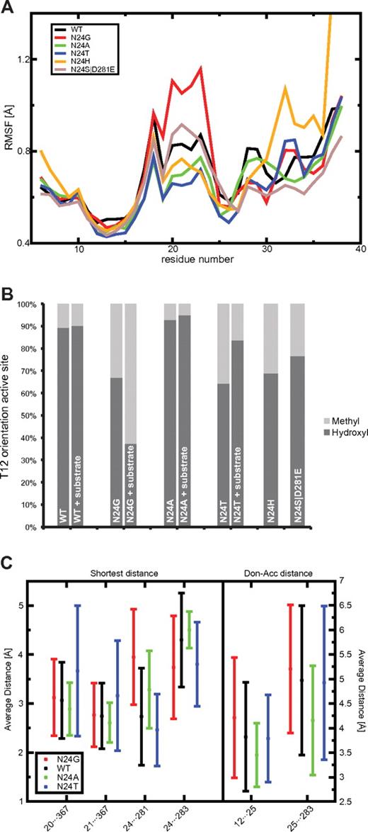 Figure 2. Lid-loop flexibility (RMSF), THR12 side-chain orientation, and distance analysis for important residues of the active site. (A) The RMSF for L-ASN WT (black) and 5 mutants are depicted in different colors calculated for the residue range 6-38. The lowest RMSF was found for N24T (blue) and N24A (green). N24H (yellow) shows a very high c-terminal RMSF. N24G (red) showed the highest RMSF of all L-ASN mutants. The double mutant N24S D281E (light brown) had a slightly increased RMSF compared with the WT. (B) The fraction of correctly placed hydroxyl groups toward the active site compared with the incorrect conformation involving the methyl group is shown. The highest fraction can be seen for N24A, the lowest for N24T and N24G. (C) Key distances measured in Å. The average and SDs are calculated for all snapshots found in the MD simulations of the WT (black) and the mutants N24G (red), N24A (green), and N24T (blue). Hydrogen bonds can be formed for distances around 2.8Å.