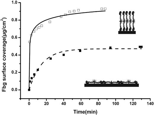 Figure 1. Adsorption of a primary fibrinogen layer observed by ATR FT-IR spectroscopy. Fibrinogen (Fbg) was adsorbed onto polystyrene from high (500 μg/mL)– and low (20 μg/mL)–concentration fibrinogen solutions (□ and ■, respectively). Inserts show an illustrative arrangement of fibrinogen molecules adsorbed in the end-on (top insert) and side-on orientations.