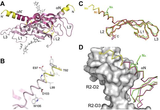Figure 1. Crystal structure of human VEGF-D and its comparison to the other VEGF family ligands. (A). A cartoon representation of the crystal structure of the covalent VEGF-D (Cys117Ala mutant) homodimer in magenta and pink. The N-terminal residues between the 2 reported proteolytic cleavage sites are colored in yellow.17 The sugar moieties and the disulfide bonds are shown in gray and yellow sticks, respectively. N- and C-termini, the N-terminal helix (αN), and the connecting loops 1-3 (L1-L3) are labeled where applicable. (B). Close-up of the N-terminal helix (αN) in the same orientation as in panel A. The helix is shown in a cartoon loop representation with the same coloring as in panel A. Asp103 and Trp106, the equivalents of the VEGFR-2 binding VEGF-C residues Asp123 and Trp126,18 and the first α-helical residues Thr92-Lys100 are shown as sticks. (C) Superposition of the VEGF-D (magenta and yellow) and VEGF-A (PDB code 1FLT; green) monomer structures with VEGF-C (PDB code 2X1W; orange) in the VEGFR-2 complex structure. The Cα-traces are shown as ribbon diagrams. Labeling is as in panel A, except that the N-termini are labeled according to the VEGF coloring in the figure. (D) The VEGF-D and VEGF-A monomer structures from panel C are superimposed with VEGF-C in the VEGF-C/VEGFR-2D23 complex structure. For clarity, VEGF-C is not shown. VEGFR-2 D2 (R2-D2) and D3 (R2-D3) are shown as a molecular surface model in gray. Coloring as indicated in panel C.
