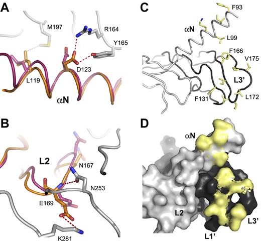 Figure 2. VEGFR-2–interacting residues are conserved between VEGF-C and VEGF-D. (A). A close-up of the VEGF-D Leu99 and Asp103 in the VEGF-D superposition with VEGF-C in the complex with VEGFR2-D23. VEGF-D (magenta), VEGF-C (orange), and VEGFR-2 (gray) are shown as a cartoon loop representation. VEGF-C Leu119 and Asp123 interactions with VEGFR-2 are shown along with the VEGF-D counterparts Leu99 and Asp103. VEGF-C and VEGFR-2 numbering are used. Hydrophobic and hydrophilic interactions are shown in gray and red dashed line, respectively. (B) A close-up of the L2 residues as in panel A. VEGF-C Glu169 and Asn167 and its VEGF-D counterparts Glu149 and Asn147 are shown in sticks. VEGF-C Glu169 interactions with VEGFR-2 Asn253 and Lys281 are shown. (C) VEGF-D hydrophobic residues in L1 and L3 and in the N-terminal helix are shown as yellow sticks. The 2 VEGF-D monomers in the homodimer are shown in light and dark gray in a cartoon loop representation. (D) A molecular surface model of the same as in panel C. Only the side chain surface is shown for the hydrophobic (yellow) residues.