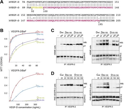 Figure 3. Characterization of the VEGF-D (Cys117Ala) N- and C-terminal variants. (A) Alignment of the human (h) and mouse (m) VEGF-D sequences. The amino acid residue differences are indicated. The N-terminal residues 89, 92, and 100 and the C-terminal residues 195 and 205 of the deletion variants of human VEGF-D are labeled. The residues visible in the crystal structure are colored in yellow and magenta. The residues colored in yellow are between the 2 proteolytic sites.17 (B) VEGFR-2/BaF and VEGFR-3/BaF cell survival induced with the VEGF-D variants. The variants are labeled according to the residue numbering. (C) Comparison of the wt VEGF-D short form (Dwt, residues 89-205 without the Cys117Ala mutation), VEGF-D D89-195 and D100-195 variant induced VEGFR-2 and VEGFR-3 phosphorylation in HDME cells. The VEGF-D concentrations (ng/mL) are indicated above the lanes. (D) Comparison of the wt VEGF-C short form (Cwt, residues 112-215),23 VEGF-D D89-195 and D100-195 variant induced VEGFR-2 and VEGFR-3 phosphorylation in PAE–VEGFR-2 and PAE–VEGFR-3 cells, respectively. The concentrations (ng/mL) of growth factors are indicated above the lanes.