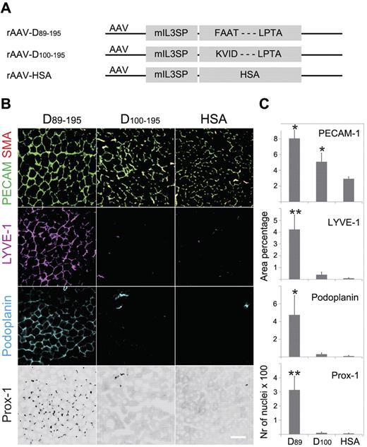 Figure 4. In vivo activity of the major and minor forms of wild-type mature VEGF-D. Tibialis anterior muscles of Balb/c mice were injected with rAAVs encoding the indicated cDNAs (D89-195, the N-terminal major form of the mature human VEGF-D, residues 89-195; D100-195, the N-terminal minor form of the mature human VEGF-D, residues 100-195; and HSA, human serum albumin, as a control) and analyzed 2 weeks later by immunohistochemistry of frozen sections. (A) Schematic representation of the rAAV vectors. (B) Representative images of the staining. (C) Quantification of stained area from ≥ 5 randomly chosen view fields (D89, D89-195;D100, D100-195). PECAM-1, SMA, and the lymphangiogenic antibodies lymphatic endothelial hyaluronan receptor-1 (LYVE-1), Prox-1, and podoplanin were used for immunostaining. *P < .05, **P < .01.