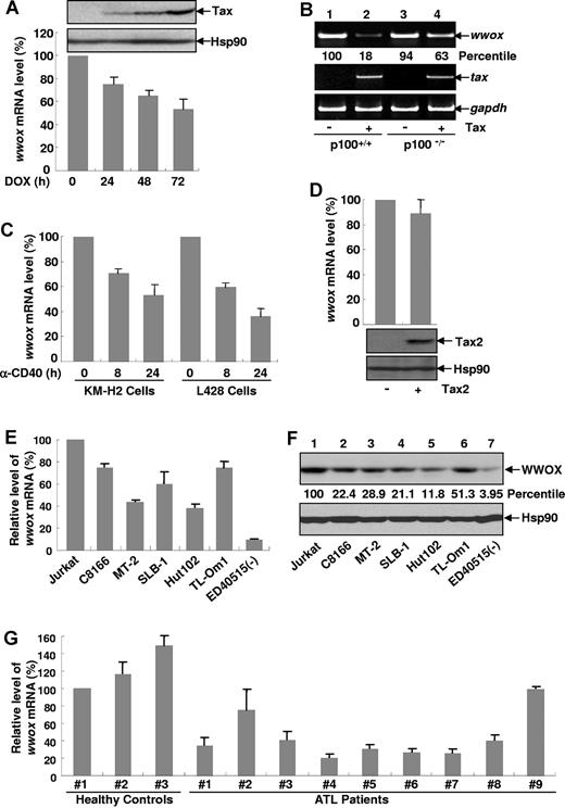 Figure 2. Tax represses WWOX expression through the noncanonical NF-κB pathway. (A) WWOX repression by Tax. Jurkat Tax-TetOn cells were treated with doxycycline (DOX) for the indicated times to induce Tax expression. The induction of Tax protein was analyzed by direct IB (top). The relative levels of WWOX mRNAs in the Tax inducible cells were analyzed by real-time RT-PCR and normalized according to β-actin mRNA level and represented as a percentile of that in untreated cells (arbitrarily set as 100). These data represent mean (± SD) for n = 3 samples. (B) Requirement of p100/p52 in Tax repression of Wwox. Semiquantitative RT-PCR analysis was performed to detect the expression levels of Wwox, TAX, and Gapdh in the matched ear tissues from p100+/+ mice, Tax+p100+/+ mice, p100−/− mice and Tax+p100−/− mice. The relative levels of Wwox mRNAs based on Gapdh mRNAs in Tax+ cells were also represented as a percentile of the levels in Tax−p100+/+ cells (arbitrarily set as 100). (C) Down-regulation of WWOX gene expression by CD40 activation. The CD40+ cell lines KM-H2 and L428 were treated with anti–CD40 antibodies (10μg/mL) followed by real-time RT-PCR analysis as described in panel A. (D) No significant effect on Wwox gene expression by Tax2. MEFs stably expressing Tax2 or an empty vector were subjected to real-time RT-PCR analysis as described in panel A. Tax 2 expression level was examined by IB. (E) RNA repression of WWOX in HTLV-I–transformed T-cell lines and ATL cell lines. The relative levels of WWOX mRNAs in the indicated HTLV-I–transformed T-cell lines and ATL cell lines were analyzed by real-time RT-PCR analysis as described in panel A. (F) Protein repression of WWOX in HTLV-I–transformed T-cell lines and ATL cell lines. Protein expression levels of WWOX were analyzed in the indicated cell lines by IB. The relative levels of WWOX proteins based on Hsp90 proteins were represented as a percentile of levels in Jurkat cells (arbitrarily set as 100). (G) WWOX repression in freshly isolated ATL cells. The levels of WWOX mRNA in PBMCs directly from ATL patients or healthy donors were analyzed by real-time RT-PCR and represented as a percentile of that in normal control No. 1 (arbitrarily set as 100).