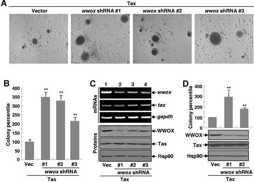 Figure 3. The Wwox knockdown enhances Tax-mediated cellular transformation. (A) Enhancement of Tax-mediated colony formation by Wwox knockdown. Rat-1 cells stably expressing Tax alone or together with different Wwox shRNA constructs were plated in soft agar for colony formation. Photographs were taken at day 21 after plating. Original magnification was ×100. (B) Summary of colony formation efficiency performed in panel A. These data represent mean (± SD), and values for P were obtained using Student t test. **P < .01. (C) Knockdown efficiency of Wwox by shRNAs. Semiquantitative RT-PCR analysis and IB assay were performed, respectively, to examine the RNA and protein expression levels of Wwox and TAX in the Rat-1 stable cell lines used in panel A. (D). Restoration of Tax-mediated transformation of p100−/− MEFs by Wwox knockdown. p100−/− MEFs stably expressing Tax alone or together with different Wwox shRNA constructs were subjected to soft agar colony formation and IB assays as described in panel A.