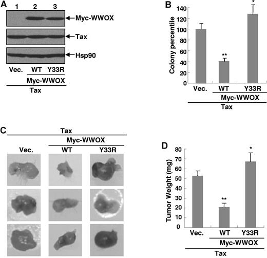 Figure 4. WWOX suppresses Tax-mediated cellular transformation and tumor formation. (A) Generation of Rat-1 stable cell lines expressing Tax alone or together with Myc-WWOX or Myc-WWOX Y33R. IB analysis was used to detect protein expression levels of Tax, Myc-WWOX and Myc-WWOX Y33R in the Rat-1 stable cell lines. (B) WWOX inhibition of Tax-mediated colony formation. The indicated Rat-1 stable cells were plated in soft agar for colony formation. These data represent mean (± SD), and values *P < .05 or **P < .01 were using the Student t test. (C) WWOX inhibition of Tax-mediated tumorigenesis. The Rat-1 stable cells were subcutaneously inoculated into to the left and right hind back of severe combined immunodeficient mice. Photographs were taken at day 14 after inoculation. (D) Summary of tumor weight expressed in panel C. These data represent mean (± SD) for n = 3 samples. *P < .05 or **P < .01 using the Student t test.