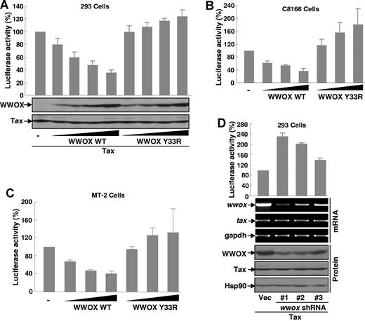 Figure 5. WWOX prevents Tax-induced NF-κB transcriptional activation. (A) WWOX prevention of Tax-induced NF-κB activation. 293 cells were transfected with plasmids expressing Tax, A κB-driven firefly luciferase reporter and a TK-driven Renilla luciferase reporter in the presence of an increasing amount of Myc-WWOX or Myc-WWOX Y33R, followed by measure of luciferase activity. The luciferase activity was presented as the percentile of that activated by Tax alone (set as 100). Protein expression levels of transfected Tax, Myc-WWOX, and its mutant were examined by IB. (B-C) WWOX prevention of NF-κB constitutive activation in HTLV-I–transformed T cells. The indicated HTLV-I–transformed T-cell lines were transfected with a κB-driven firefly luciferase reporter and a TK-driven Renilla luciferase reporter in the presence of an increasing amount of Myc-tagged WWOX or WWOX Y33R, followed by measure of luciferase activity as described in panel A. (D) Enhancement of Tax-induced NF-κB activation by WWOX knockdown. The 293 cells were transfected with Tax and κB-driven luciferase reporter in the presence or absence of different WWOX shRNA followed by measure of luciferase activity. The RNA and protein expression level of WWOX and Tax was examined by RT-PCR and IB assays, respectively.
