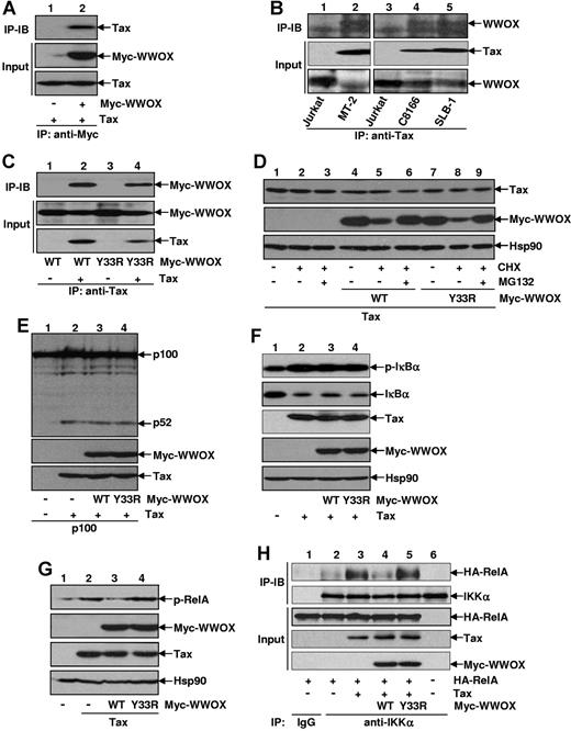 Figure 6. WWOX selectively inhibits Tax-mediated IKKα recruitment into RelA and subsequent RelA S536 phosphorylation. (A) Interaction between Tax and WWOX. The 293 cells were transfected with Tax alone or together with Myc-WWOX, followed by IP using Myc antibody and IB using Tax antibody. The inputs of Myc-WWOX and Tax were analyzed by direct IB. (B) In vivo interaction between Tax and WWOX. Endogenous Tax proteins of the indicated HTLV-I–transformed T cells were pulled down by Tax antibody, and the endogenous WWOX proteins that bound to Tax were examined by WWOX antibody. Jurkat cells were used as a negative control. The inputs of endogenous WWOX and Tax were analyzed by direct IB. (C) Interaction between Tax and WWOX Y33R. 293 cells were transfected with Myc-WWOX wild-type or its Y33R mutant in the presence or absence of Tax, followed by IP using Tax antibody and IB using Myc antibody. The inputs of Tax, Myc-WWOX, and its Y33R mutant were analyzed by direct IB. (D) Effect of WWOX on Tax stability. The 293 cells were transfected with Tax in the presence or absence of Myc-WWOX or Myc-WWOX Y33R, and were mock treated or treated with CHX alone or CHX plus MG132 for 5 hours. The expression levels of Tax, Myc-WWOX, Myc-WWOX Y33R, and Hsp90 were detected by IB. (E) Effect of WWOX on Tax-induced p100 processing. The 293 cells were transfected with the indicated plasmids, followed by IB to examine protein levels of p100/p52, Tax, WWOX, and its Y33R mutant. (F) Effect of WWOX on Tax-induced IκBα phosphorylation and degradation. HeLa cells were transfected with Tax in the presence or absence of Myc-WWOX or Myc-WWOX Y33R, followed by IB to examine phosphorylation-modified or unmodified phosphorylated IκBα. Protein levels of Tax, Myc-WWOX, and its Y33R mutant were also examined. (G) Selective inhibition of Tax-mediated RelA S536 phosphorylation by WWOX. The 293 cells were transfected with Tax in the presence or absence of Myc-WWOX or Myc-WWOX Y33R followed by IB to examine S536 phosphorylation of endogenous RelA. (H) Selective inhibition of Tax-mediated IKKα recruitment to RelA by WWOX. The 293 cells were transfected with the indicated plasmids followed by IP using IKKα specific antibody (lanes 2-6) or control IgG (lane 1) and IB using HA antibody or IKKα antibody. The inputs of all related proteins were also shown.