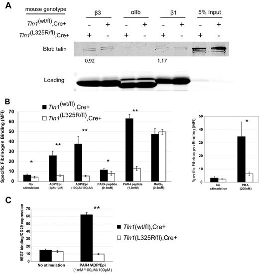 Figure 1. Talin1(L325R) binds to integrins but is defective in agonist-induced platelet integrin activation. (A) Affinity chromatography with the use of recombinant β1, β3, and αIIb cytoplasmic domains and platelet lysates from Tln1(wt/fl),Cre+ (indicated as wt) or Tln1(L325R/fl),Cre+ (indicated as L325R) mice. Bound talin protein was visualized by Western blotting with anti-talin 8d4 antibody, and equal loading of integrins was verified by Coomassie stain. Densitometric quantitation of talin bound was normalized to integrin loading. The value shown indicates the amount of talin1(L325R) bound to the integrin relative to talin1 (wt). Data are representative of 2 independent experiments. (B) Specific binding of fluorescein isothiocyanate-fibrinogen to platelets was measured by the use of flow cytometry by subtracting the nonspecific fibrinogen binding that occurred in the presence of 5mM ethylenediaminetetraacetic acid in each condition. *P < .05, **P < .005. (C) Activation of β1 integrin was assessed by measuring the binding of the conformation-sensitive antibody 9EG7 relative to binding of the conformation-insensitive β1 integrin antibody HMβ1-1. **P < .005.