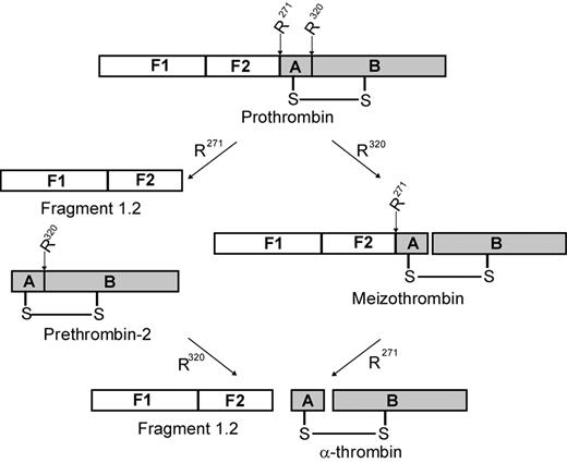 Figure 1. Schematic of prothrombin activation. Human prothrombin consists of fragment 1 (F1), fragment 2 (F2), and the A and B chains of α-thrombin. Prothrombin is activated to α-thrombin by cleavage at Arg271 (R271) and Arg320 (R320). Initial cleavage at Arg271 (left pathway) generates fragment 1.2 and the inactive intermediate prethrombin-2. Subsequent cleavage at Arg320 generates α-thrombin. Alternatively, the active intermediate meizothrombin is produced when initial cleavage occurs at Arg320 (right pathway). Subsequent cleavage at Arg271 produces both α-thrombin and fragment 1.2.