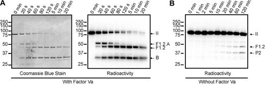 Figure 2. Cleavage of prothrombin by prothrombinase assembled on PC/PS vesicles. Human prothrombin was radioactively labeled with 125I and assessed for its ability to be cleaved either by human prothrombinase (5nM factor Xa and 0.5nM factor Va) (A) or by factor Xa alone (B) assembled on PC/PS vesicles as detailed in “Prothrombin activation time courses.” Aliquots of the reaction mixtures were quenched at timed intervals and subjected to SDS-PAGE. The gels were analyzed by staining with Coomassie blue (A, left panel) to visualize unlabeled protein, and by phosphorimaging (A, right panel, B) to visualize 125I-prothrombin and fragments generated by prothrombinase. Time points are indicated at the top of each panel. Molecular weight markers are indicated on the left, and the locations of prothrombin (II), the fragment 1.2.A chain of meizothrombin (F1.2.A), fragment 1.2 (F1.2), prethrombin-2 (P2), and the B chain, are indicated on the right.